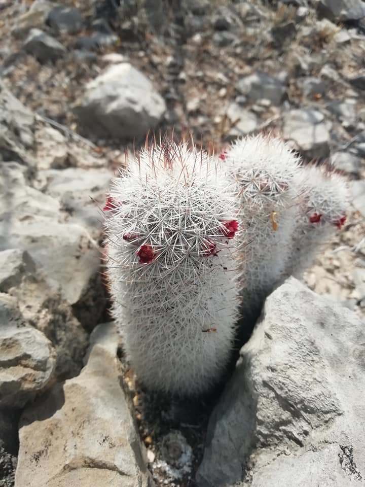 Mammillaria pottsii
